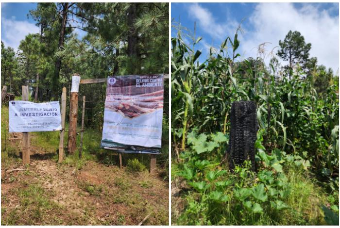 Cumplimenta FGE cateo en predio relacionado con tala ilegal e incendio forestal en Charo