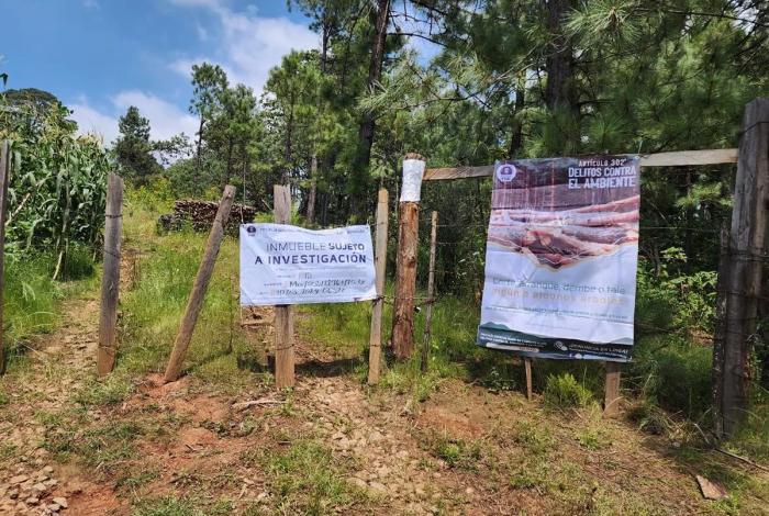 Cumplimenta FGE cateo en predio relacionado con tala ilegal e incendio forestal en Charo