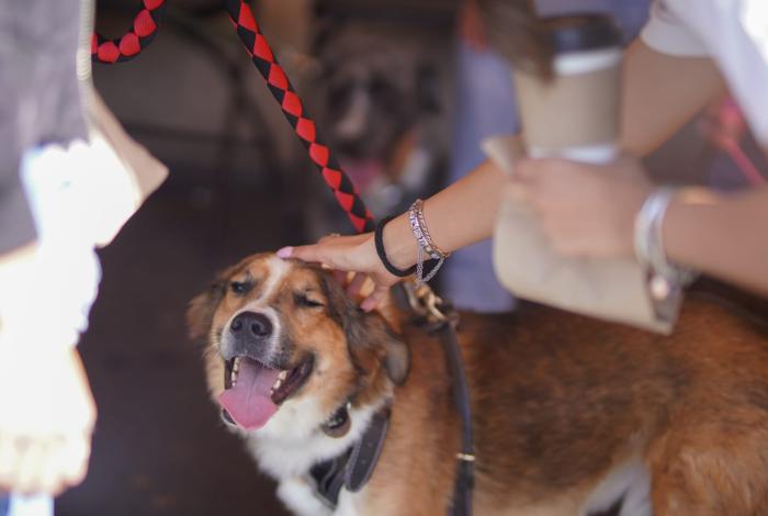 Dedican Ciclovía a Jornada EncontranDOGares