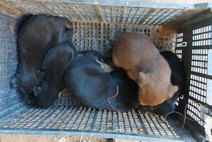 Delitos contra animales en Morelia serán geolocalizados