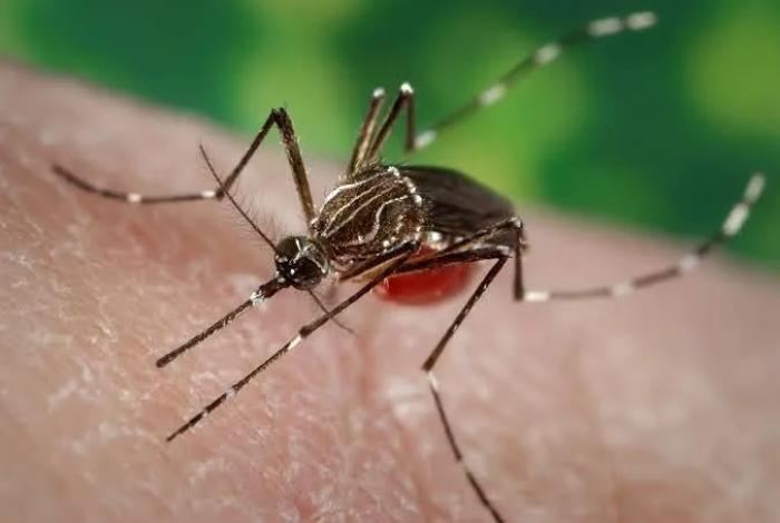 Dengue en México: 22 muertes y 3,857 contagios confirmados