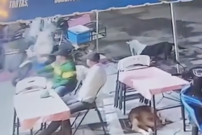 Denuncian ataque con agua hirviendo contra perrito en Tanhuato