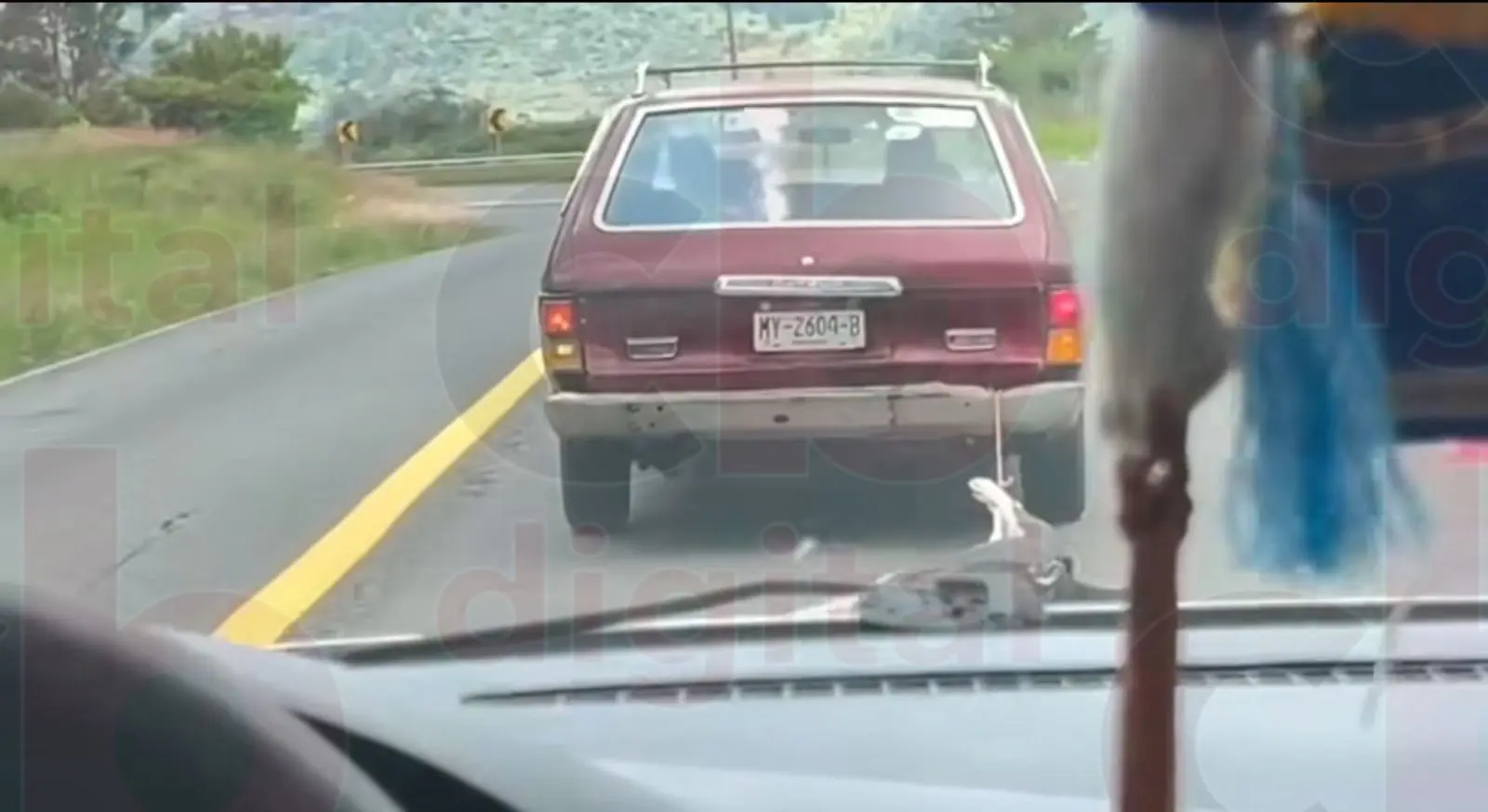 Denuncian brutal crueldad animal en Carretera Morelia–Quiroga