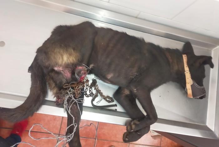 🐕🐕🦺Denuncian casos de crueldad animal en Tarímbaro y Puruándiro🐕🦺🐕