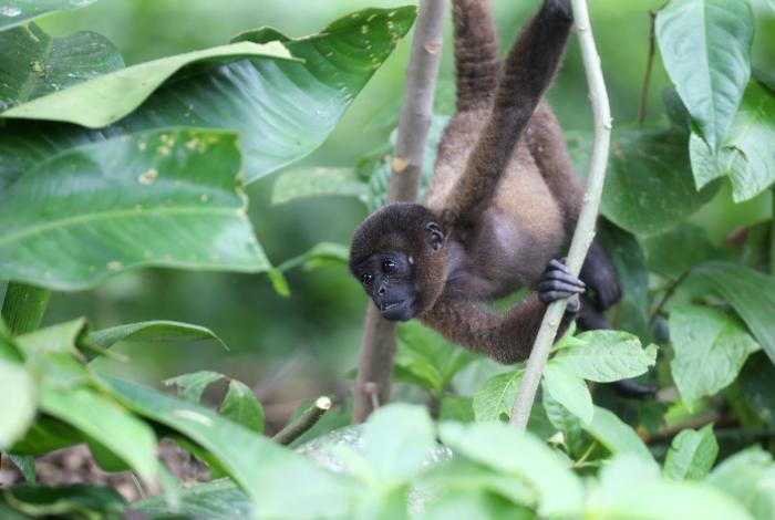 Desarrollan un algoritmo de IA que identifica especies animales arbóreas en la Amazonía