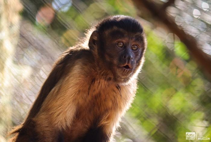 Descubre el fascinante mundo de los pequeños primates en el Zoológico de Morelia