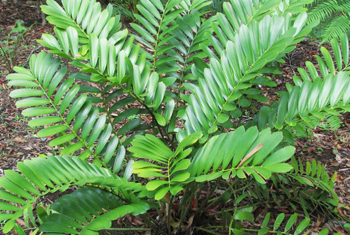 Descubren en la Amazonía de Perú una especie de planta de la época de los dinosaurios