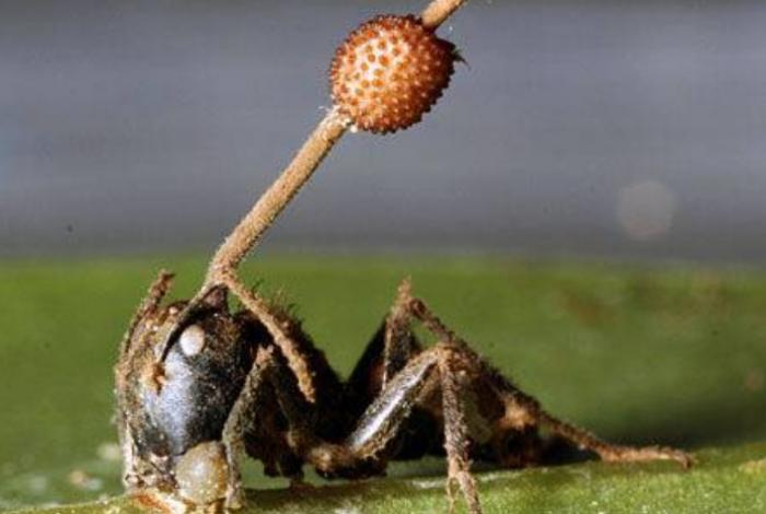 Descubren en México seis ‘hongos zombis’ que manipulan a las hormigas hasta matarlas