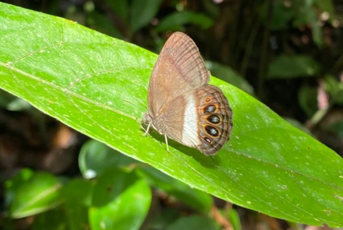 Descubren una nueva especie de mariposa en la Amazonía ecuatoriana