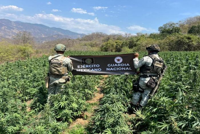 Destruyen 40 plantíos de marijuanita en la Costa y Sierra de Michoacán