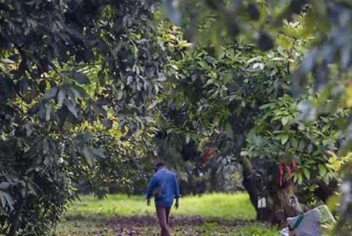 Detectan menores de edad trabajando en huertas de aguacate de Uruapan; FGR ya investiga