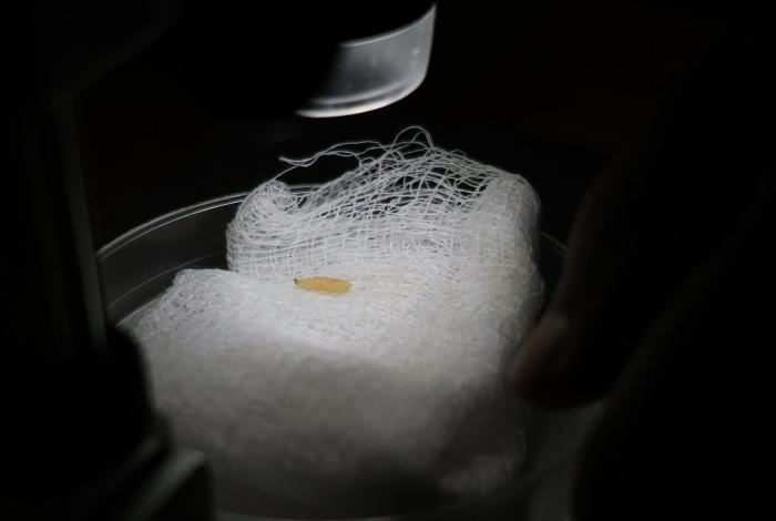 Detectan primer caso aislado de gusano barrenador en Villa Madero: Sader