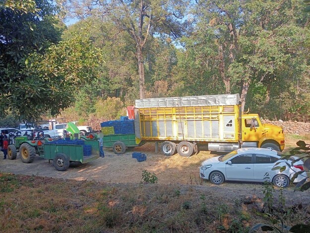 Detienen a 14 ladrones de aguacate en Salvador Escalante; llevaban cuatro toneladas