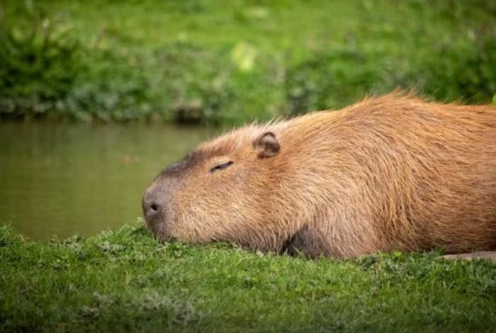 Día de Apreciación del Capibara (o Carpincho)