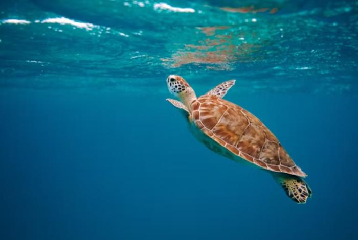 Día Internacional de las Tortugas Marinas