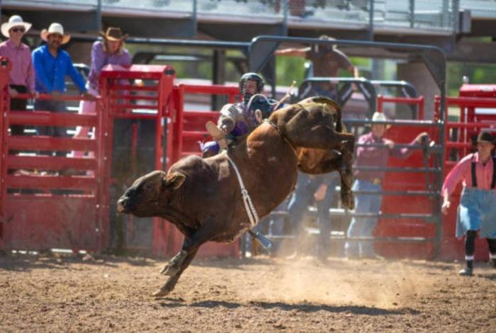 Día Mundial Antitaurino: Una voz global contra el maltrato animal
