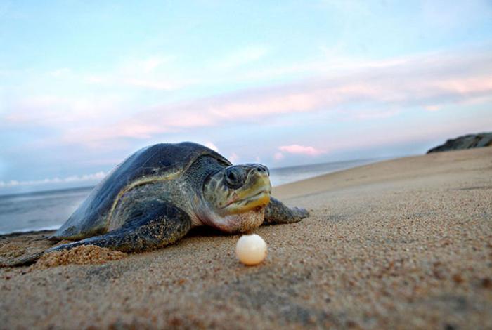 Día Mundial de las Tortugas Marinas: Michoacán, refugio de especies fundamentales