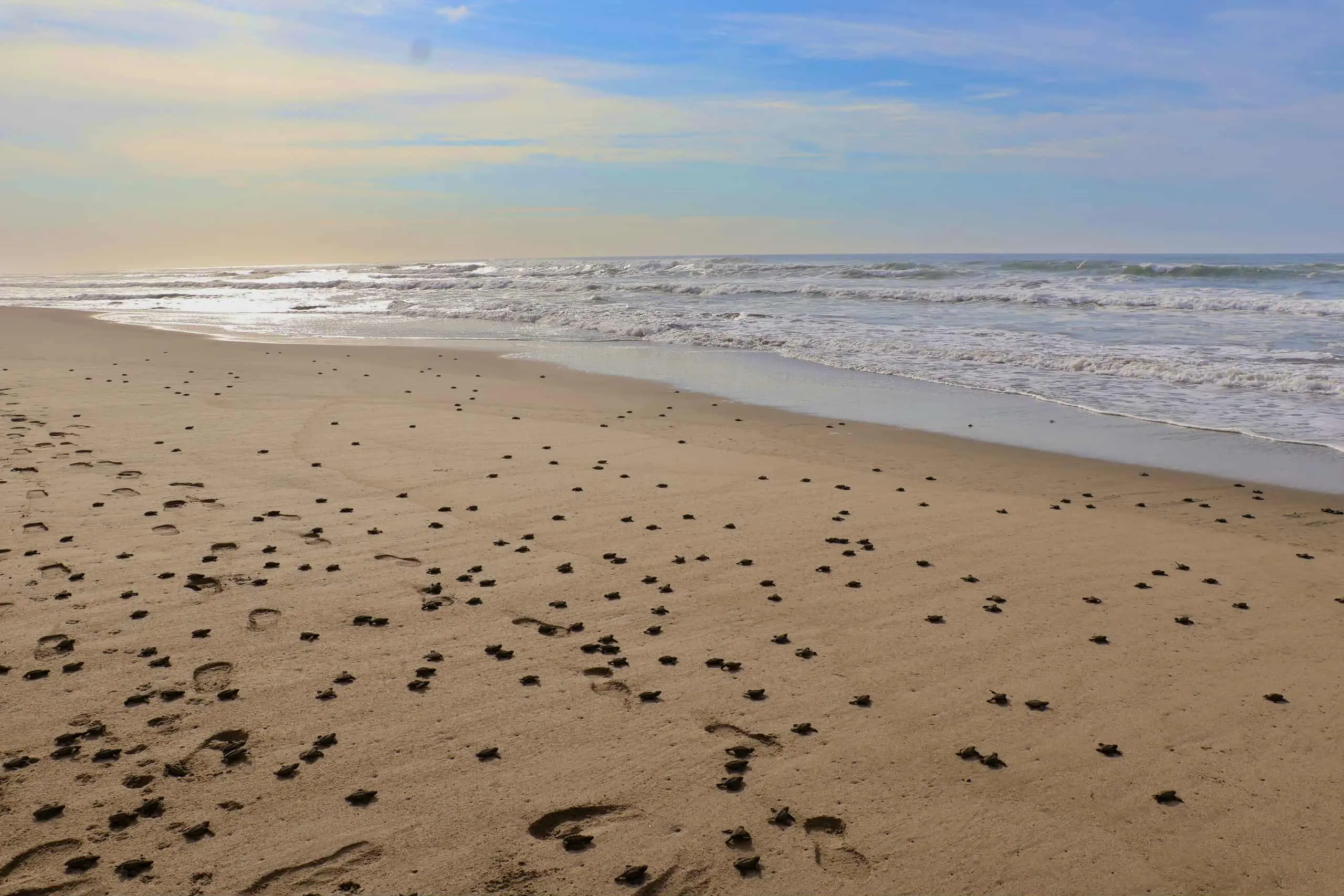 DIF Municipal y Alumnos del CAIC Visitan Campamento Tortuguero