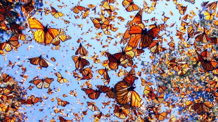 Disfruta del amor y la naturaleza en los Santuarios de la Mariposa Monarca