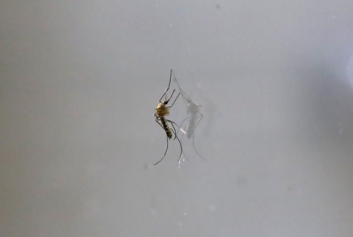 Disminuyen 96.4% los casos de dengue en Michoacán: SSM