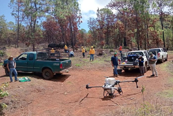Dispersan 12 mil semillas en Pátzcuaro para restaurar el Estribo Grande