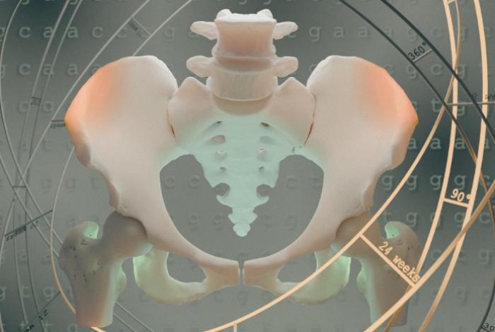 Dos cambios en la pelvis permitieron a los antepasados humanos caminar erguidos