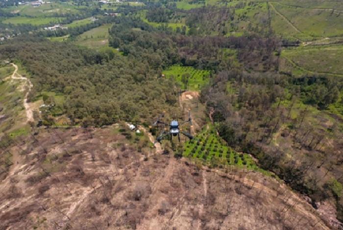 Drones reforestar terrenos que nunca habían sido intervenidos por su difícil acceso; dispersan 360 mil semillas