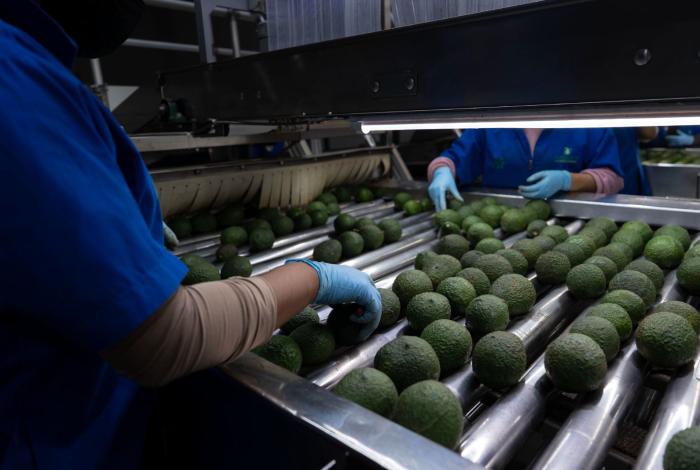 EE. UU. reanudará exportación de aguacate a partir de este 8 de agosto: Bedolla