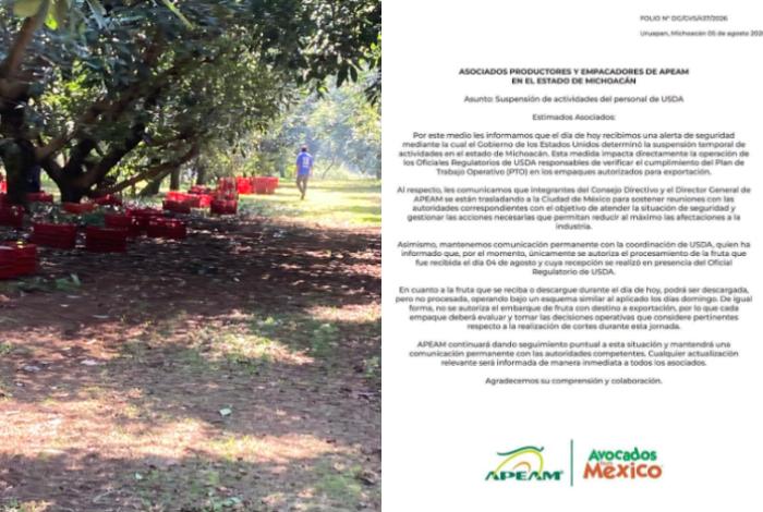 EE.UU. suspende embarques de aguacate en Michoacán; APEAM viaja a CDMX para sostener reuniones