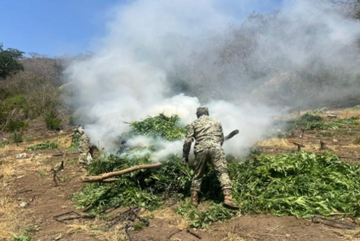 Ejército y Fuerza Aérea destruyen 40 plantíos de mariguana en la región de Tierra Caliente