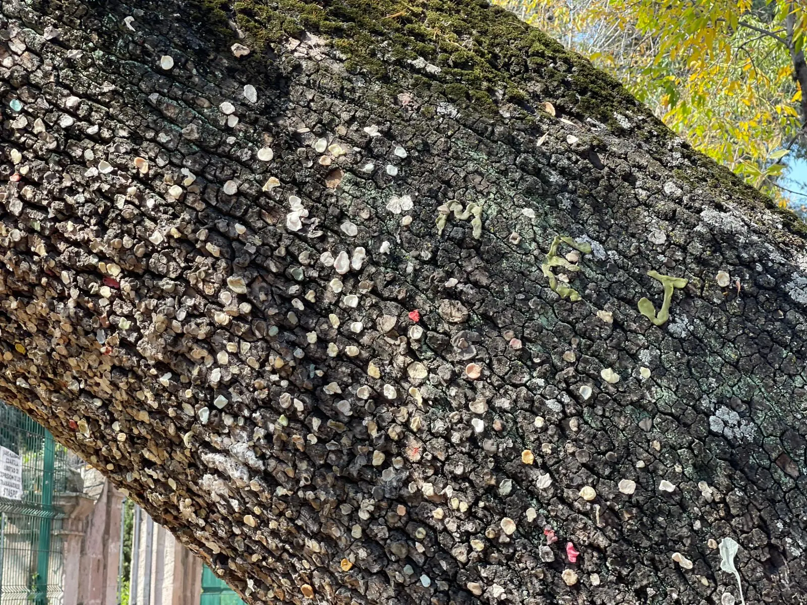 El árbol de los chicles en Morelia, un símbolo de controversia