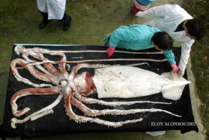 El calamar de Poseidón, en el top 10 de las especies más extraordinarias