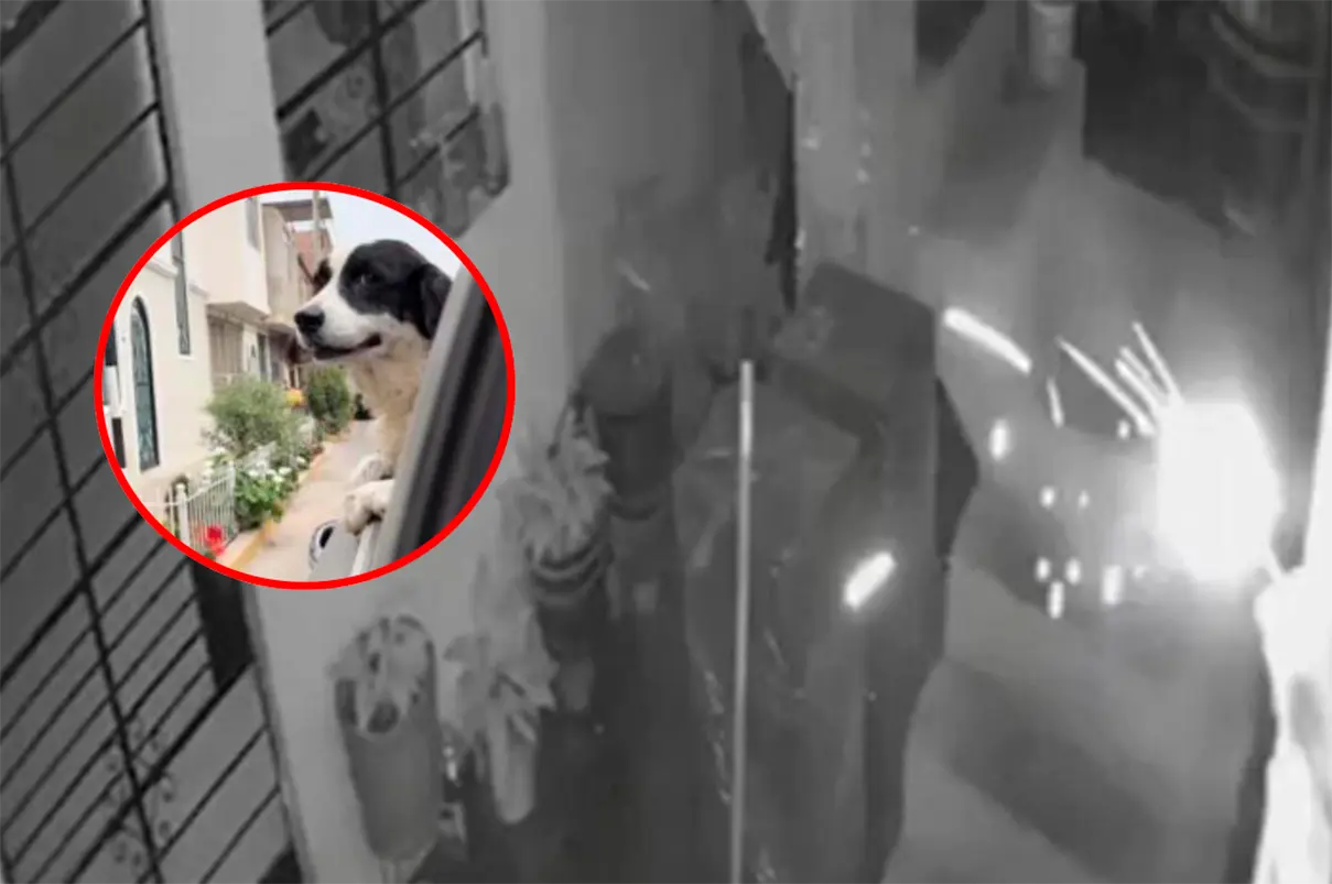 El instinto que salvó vidas: perrita neutraliza dinamita en patio