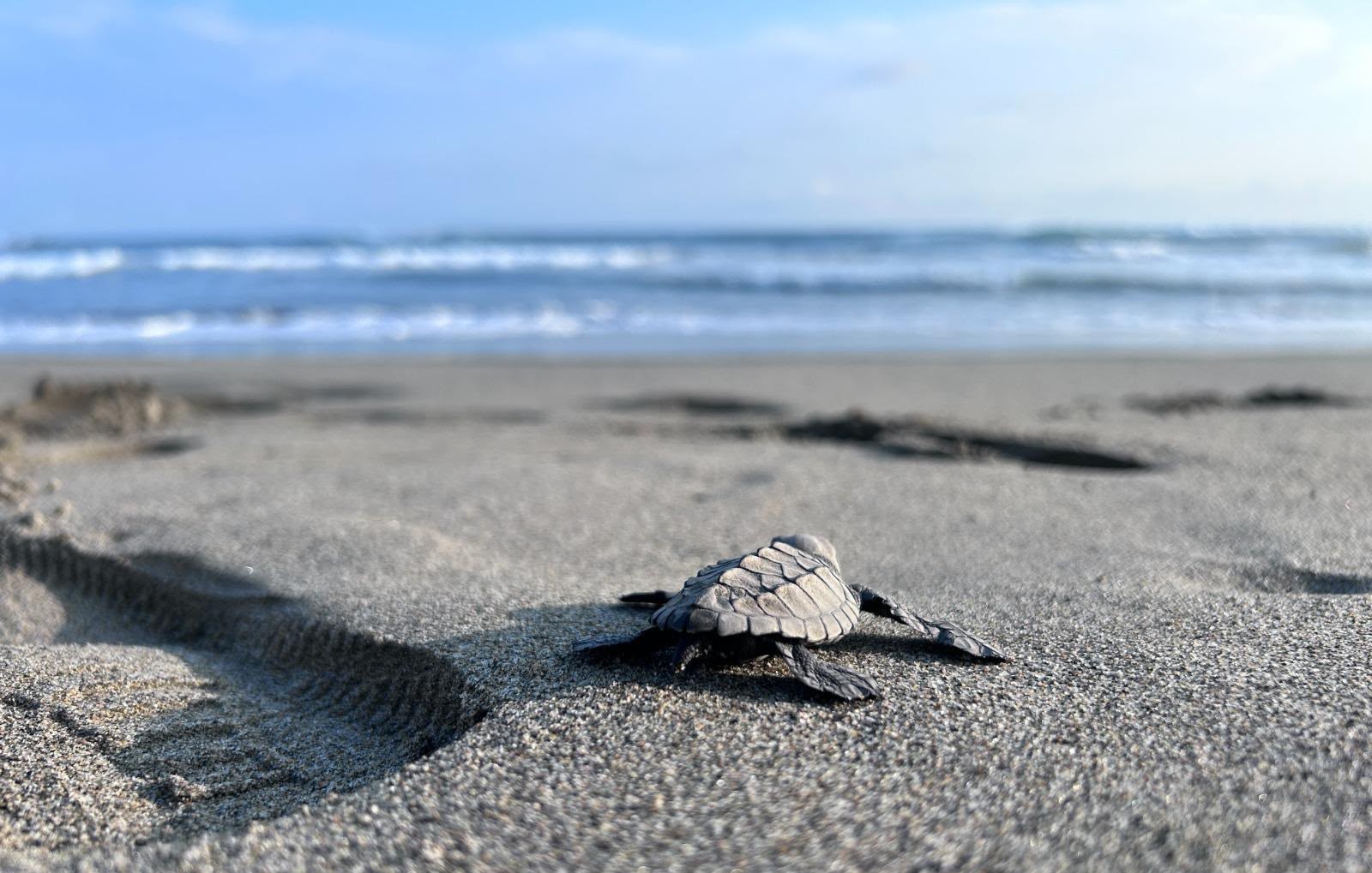 El milagro de la vida en Michoacán: nacen las primeras tortuguitas tras el paso de los huracanes