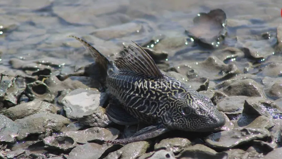 El Pez Diablo empieza a morir en Laguna del Carpintero, Tampico