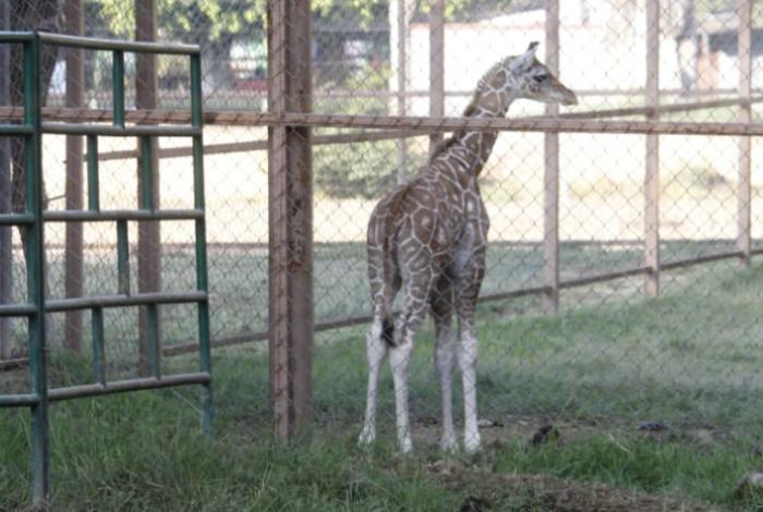 El Zoo de Morelia tiene nuevo habitante: una jirafita macho, primo de Kawi, que también nació este año