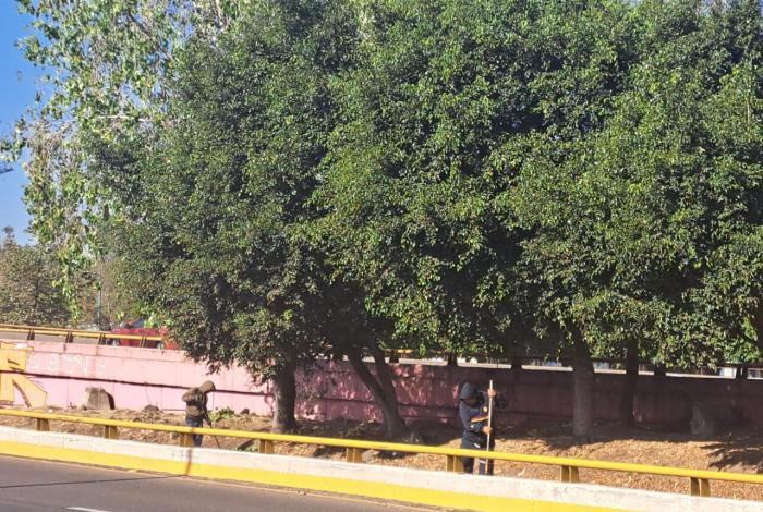 Embellecen espacios públicos con áreas verdes, en Morelia