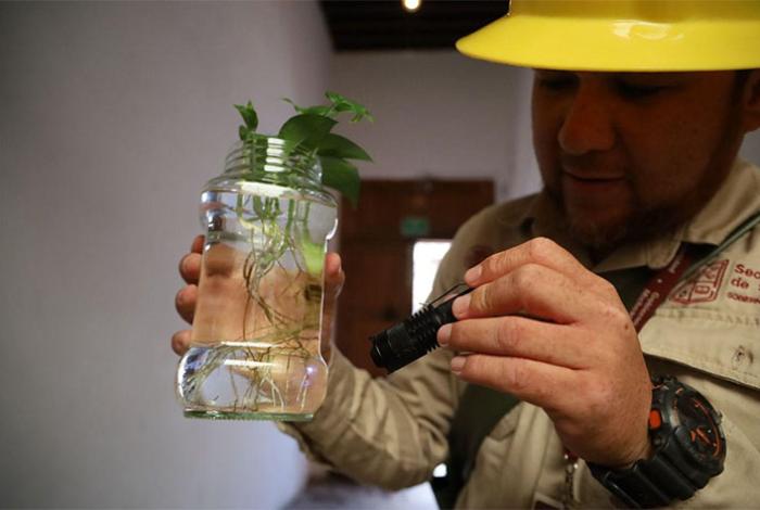  En 2025, Michoacán registró 81% menos casos de dengue: SSM