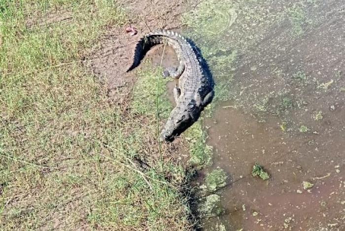 En Brasil, Secma presenta proyecto de cocodrilario ecoturístico en Lázaro Cárdenas