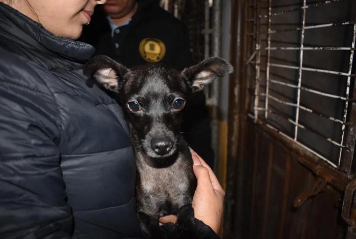 En cateo, asegura FGE a tres perritos en condiciones de maltrato animal