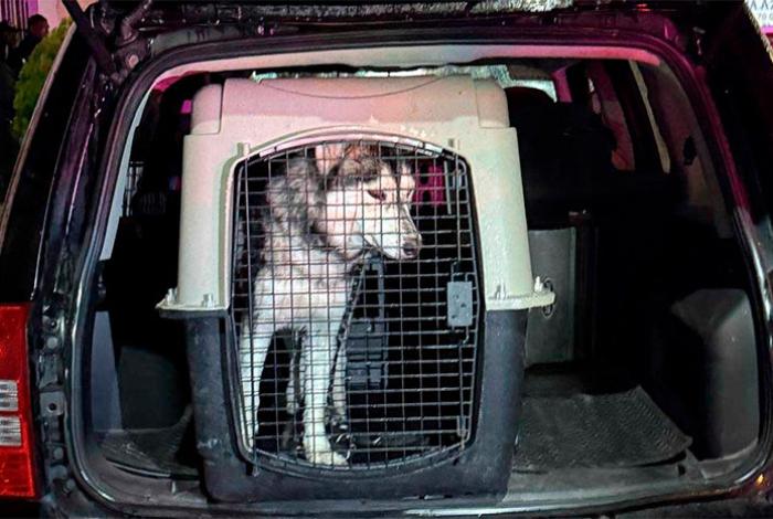 En cateo, FGE rescata a un husky víctima de maltrato animal equiparado, en La Piedad