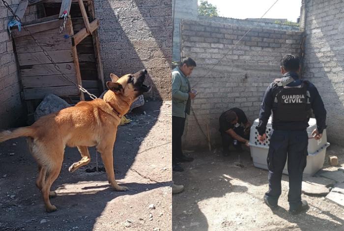 En Cuitzeo, asegura Fiscalía General a un canino víctima de maltrato animal