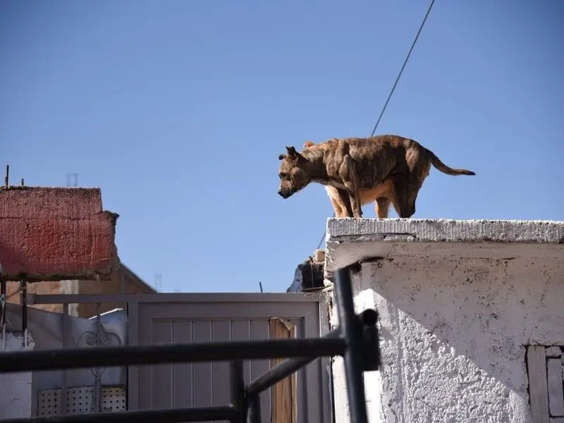 En Michoacán se sigue combatiendo el maltrato animal; proponen activistas la creación de fiscalía especializada