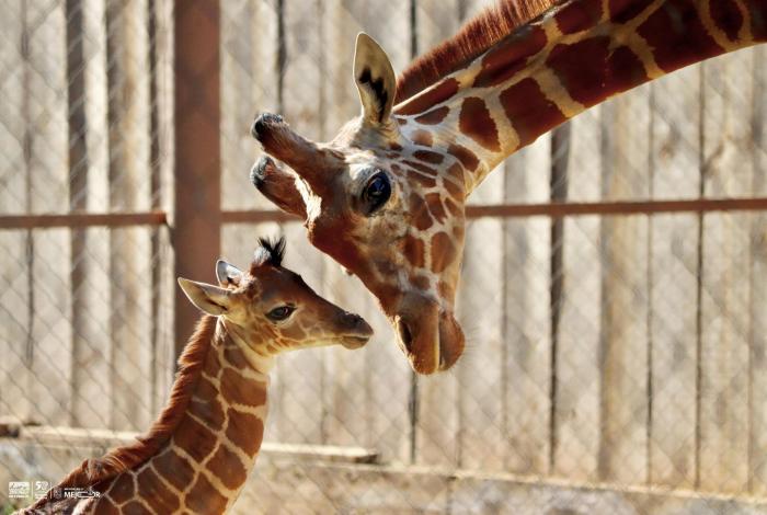 En paquete o individual, arranca las vacaciones en el Zoo de Morelia