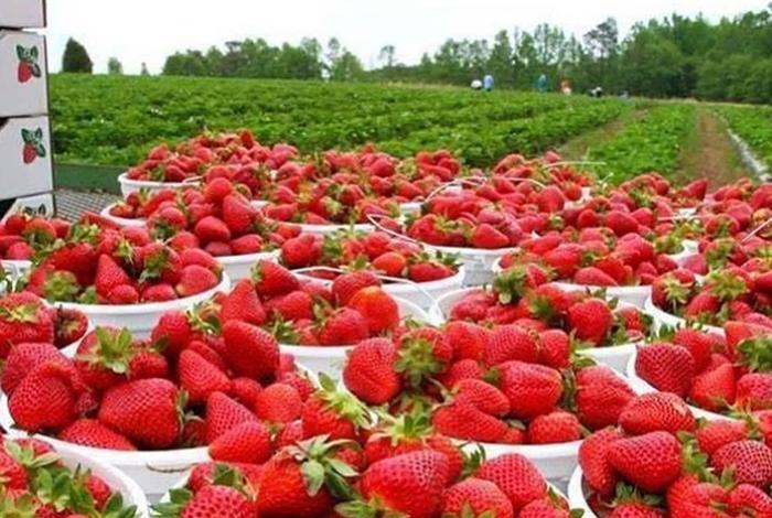 En riesgo, casi 5 mil productores de fresa por investigación antidumping de EE. UU.