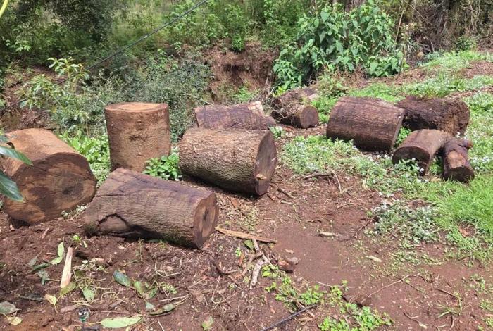 En Tacámbaro detecta FGE tala ilegal y cultivos no autorizados