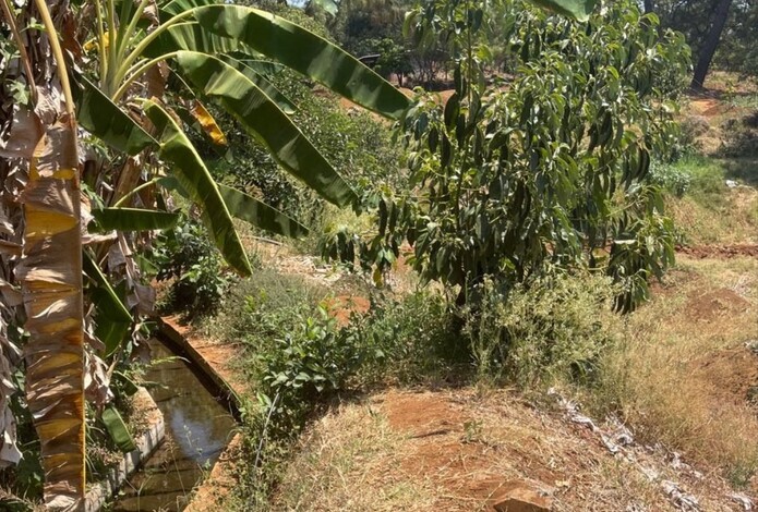 En Ziracuaretiro, cumplimenta FGE cateo en predio relacionado en cultivo ilegal de aguacate