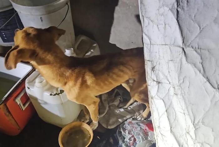 En Zitácuaro, FGE rescata a dos perros víctimas de maltrato