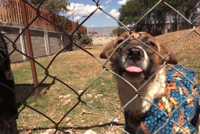 EncontranDOGares: perritos y gatitos, vacunas y venta con causa, el 1° de marzo