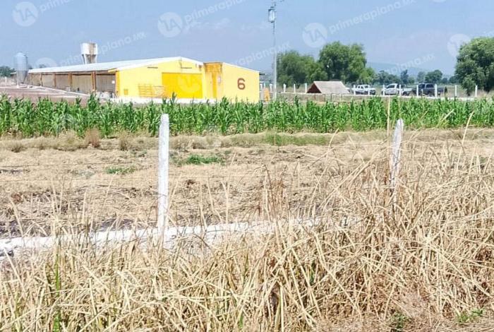 Encuentran cu3rpo dentro de maizal cercano a granjas avícolas de Álvaro Obregón
